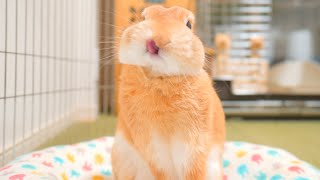 ペロンと舌を出す可愛いウサギ【今日の麦ちゃんNo.155】 | 今更ながらまとめてみた
